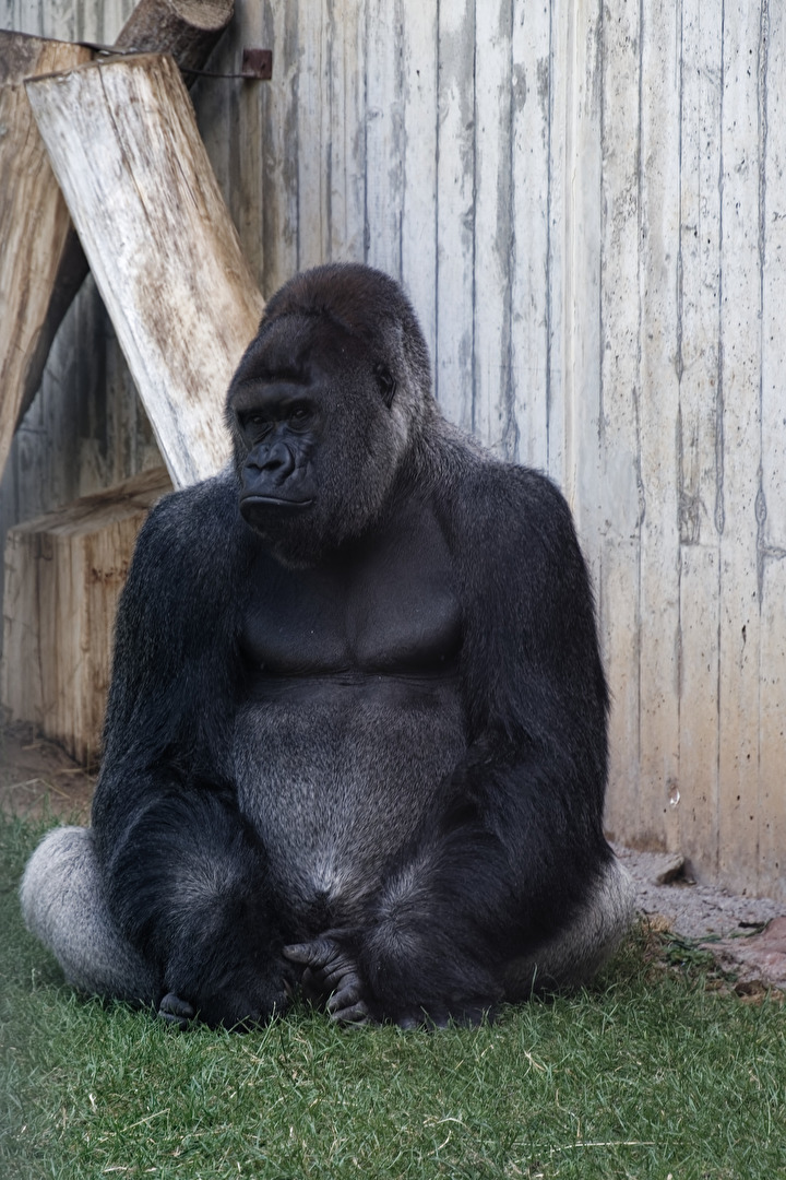Gorilla