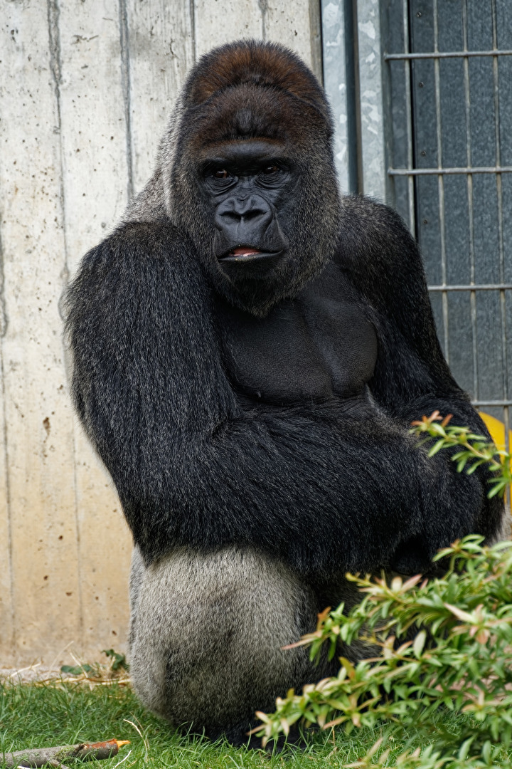 Gorilla