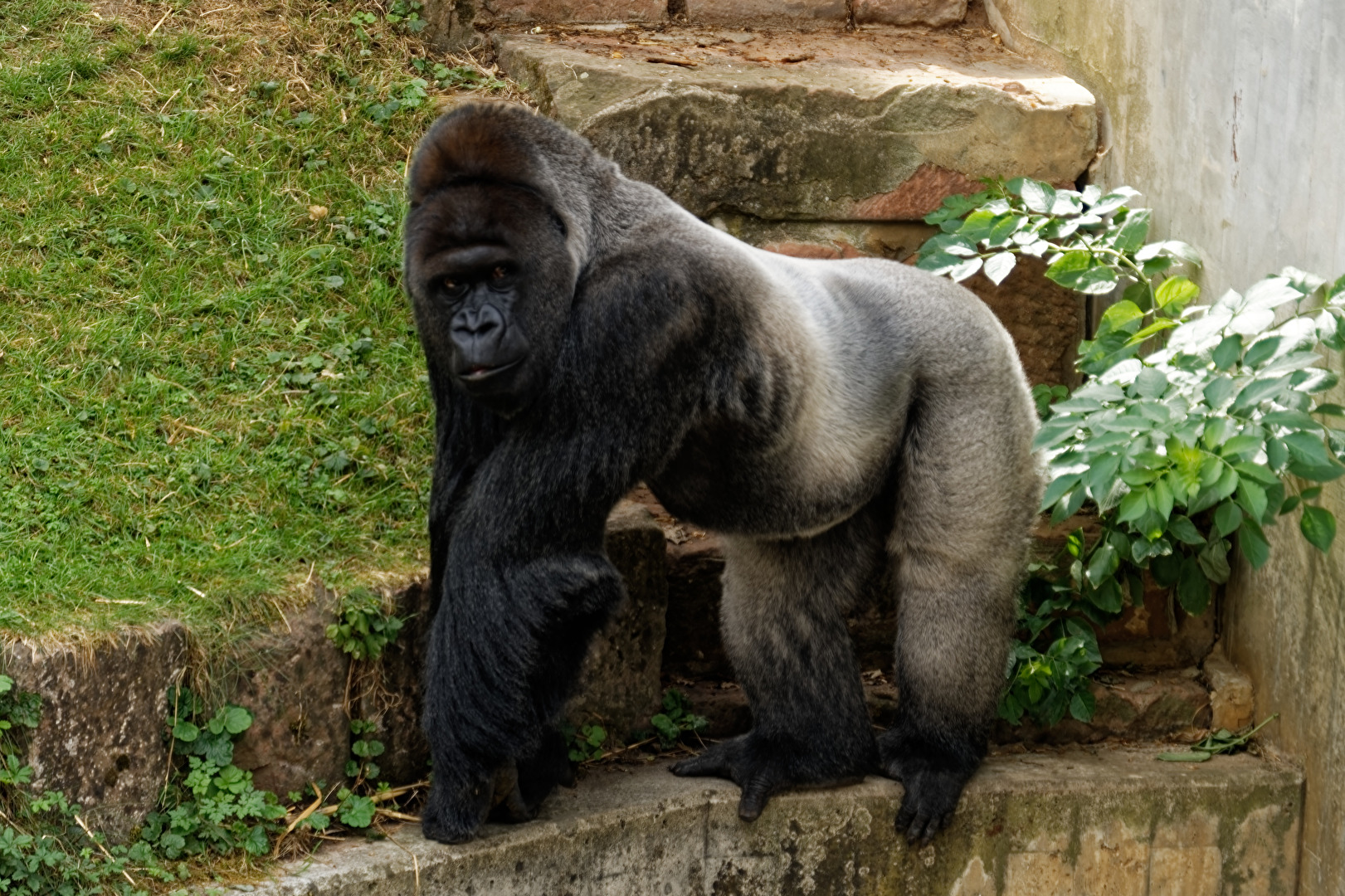 Gorilla