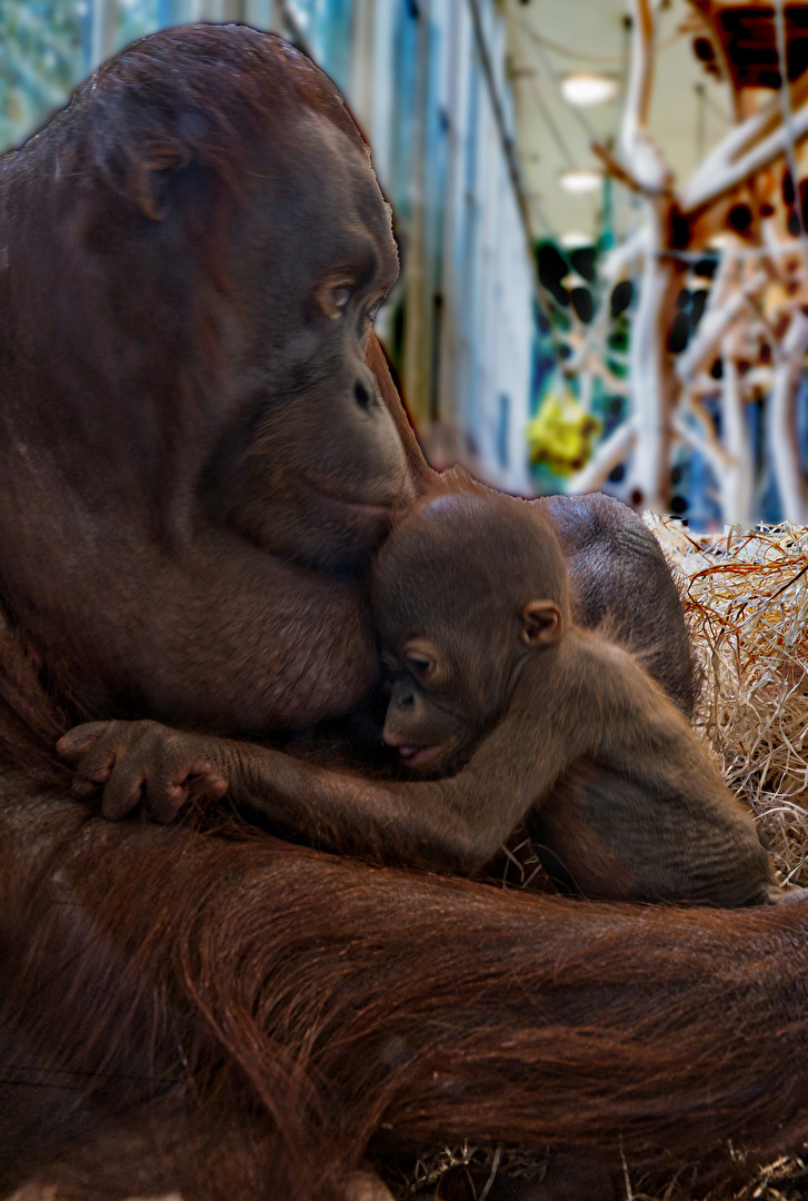 Orang Utan mit Jungtier