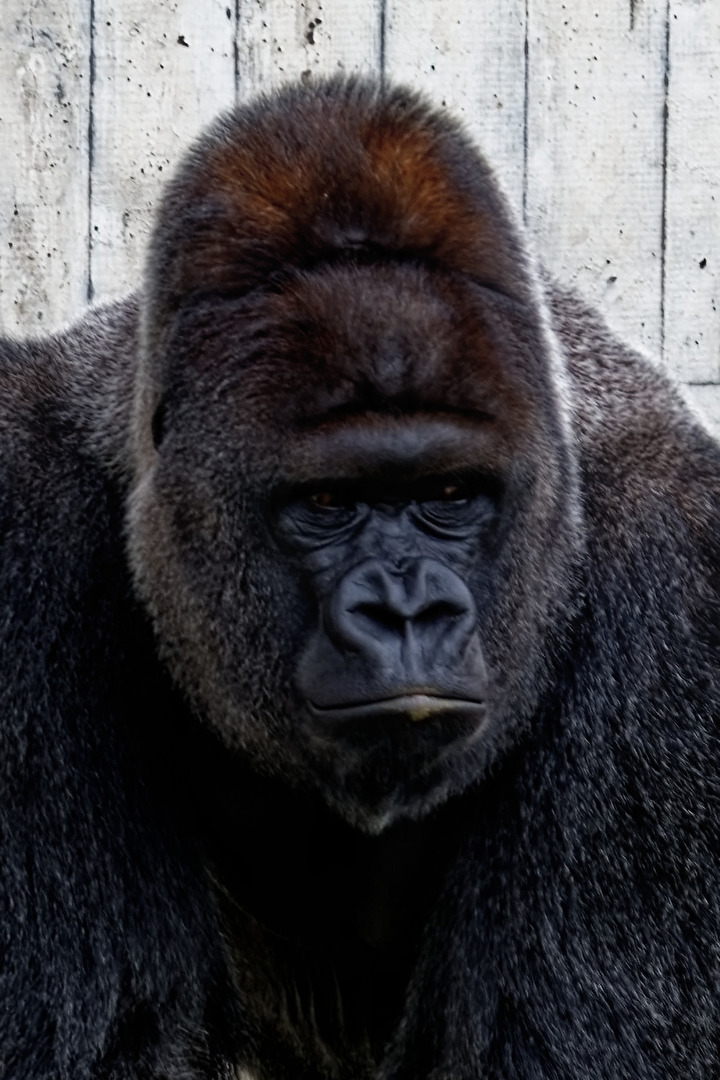 Gorilla