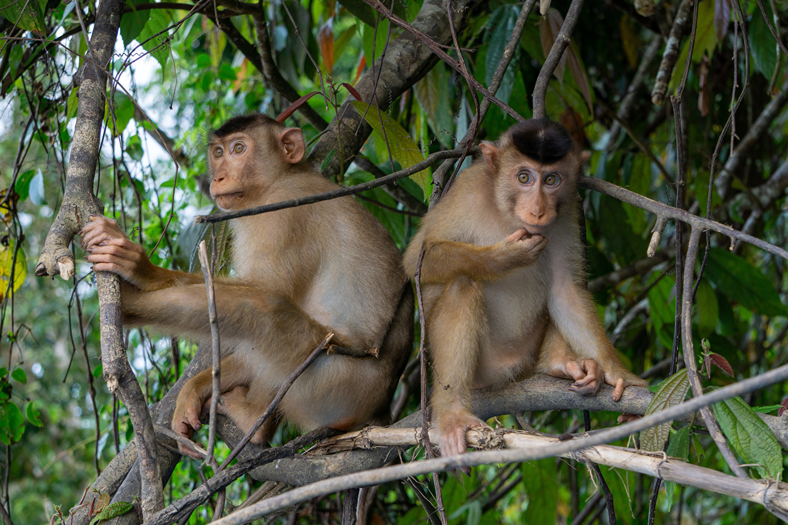 #Affen in Borneo