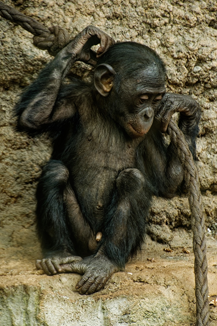 junger Bonobo