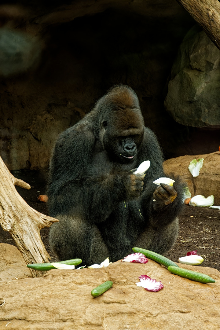 Gorilla ( Silberrücken )