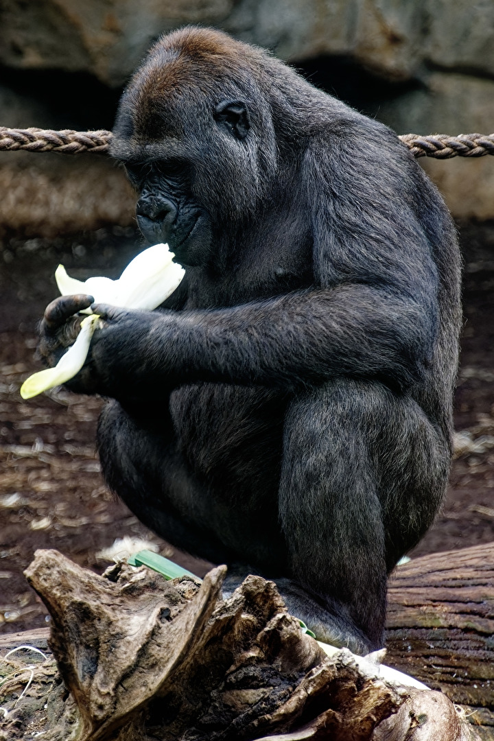 Gorilla