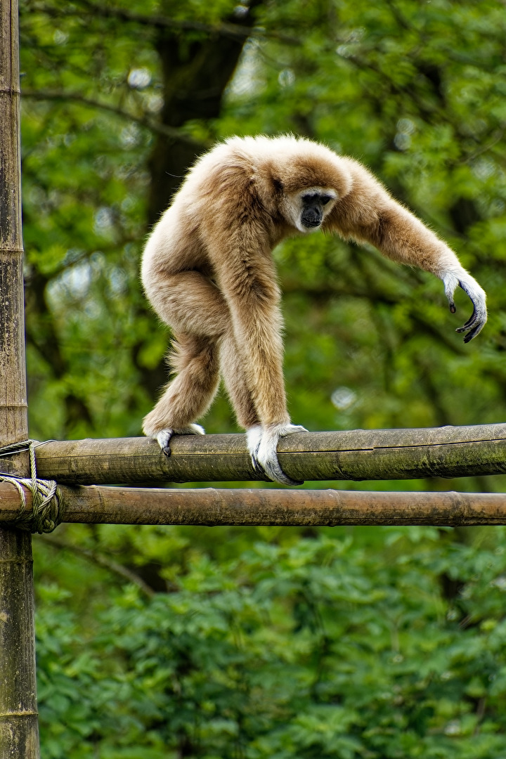 Gibbon