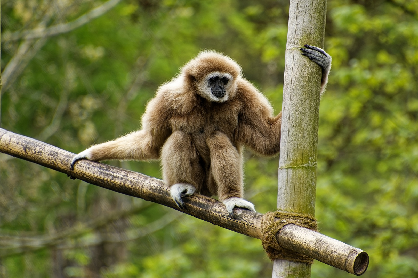 Gibbon