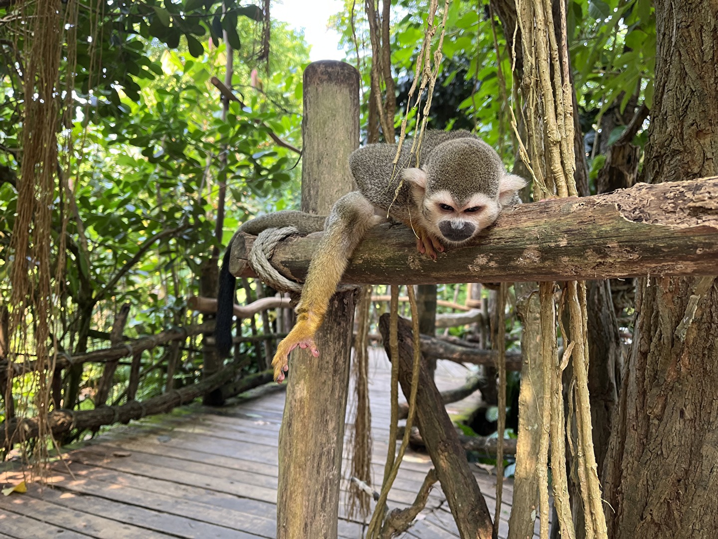 Totenkopfäffchen (im Gondwanaland Zoo Leipzig)