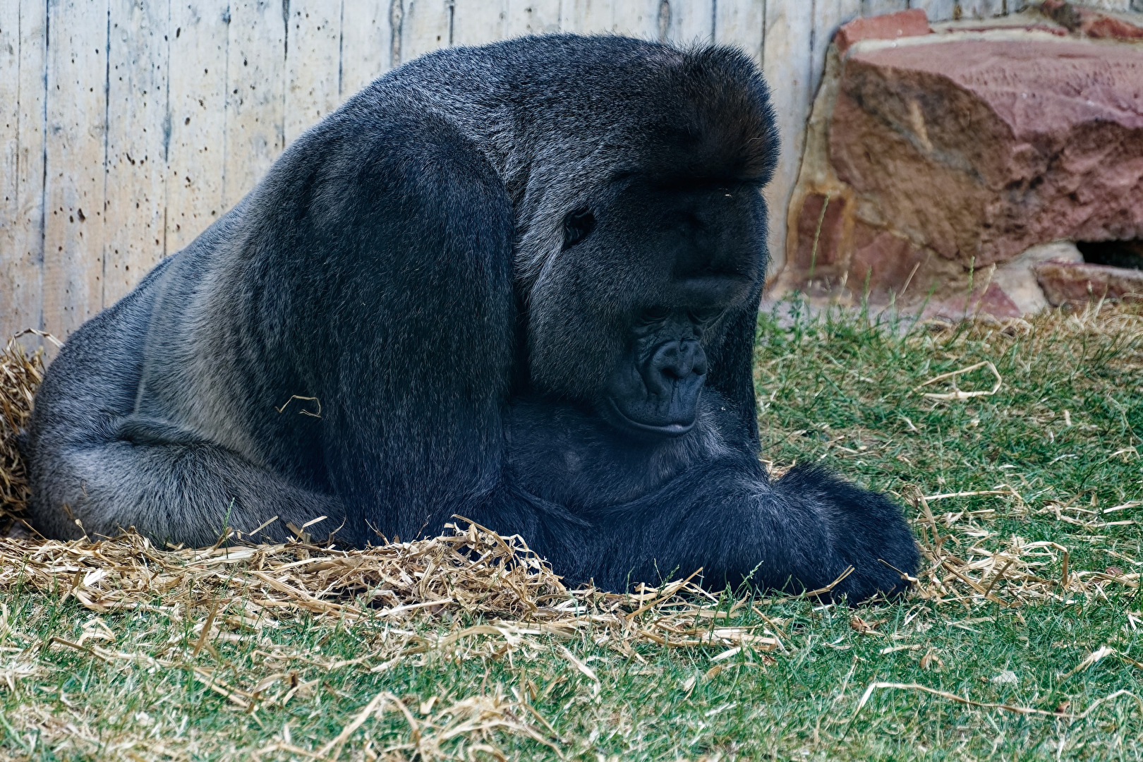 Gorilla