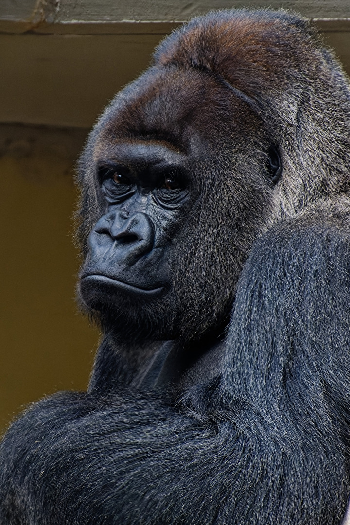 Gorilla