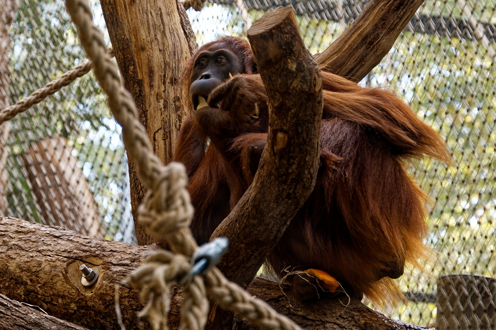 Orang-Utan