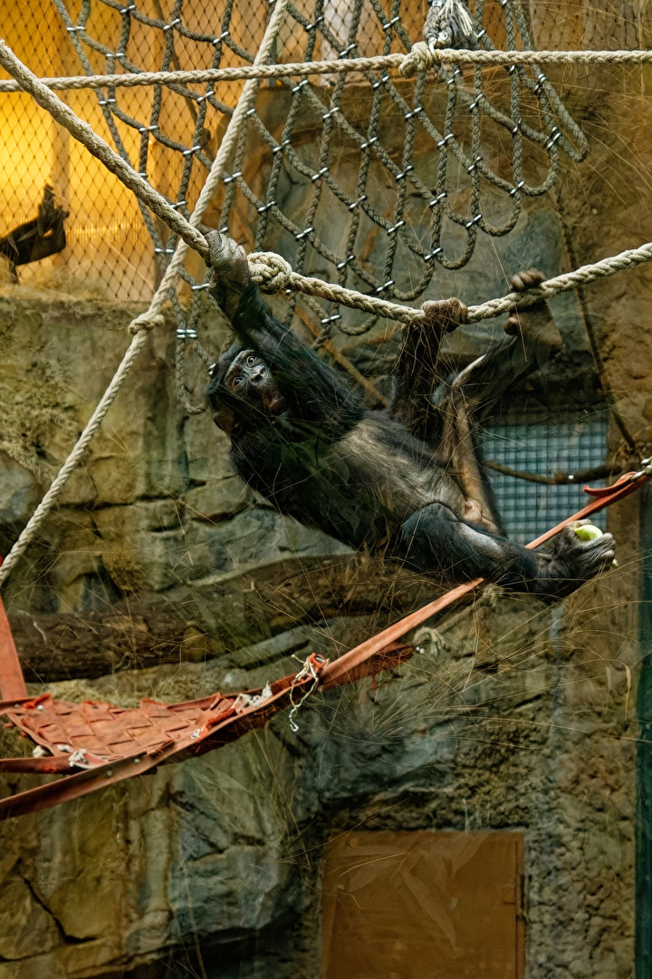 Bonobo