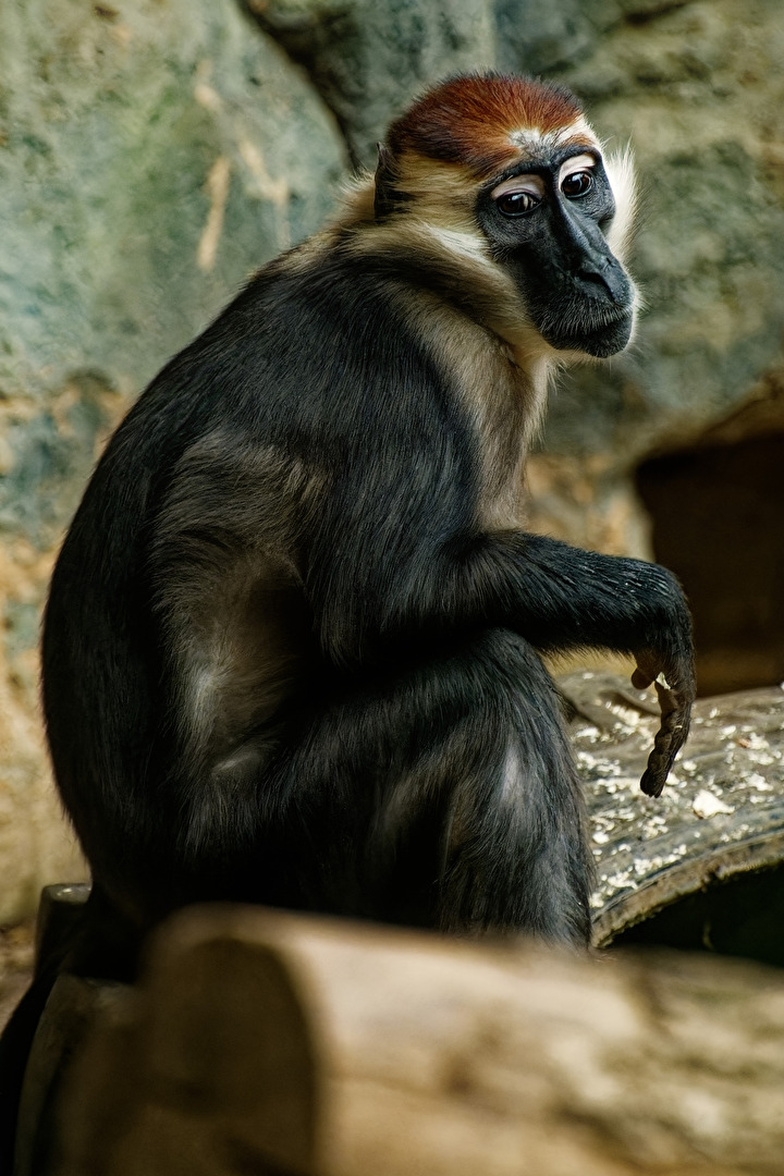 Rotscheitel - Mangabe