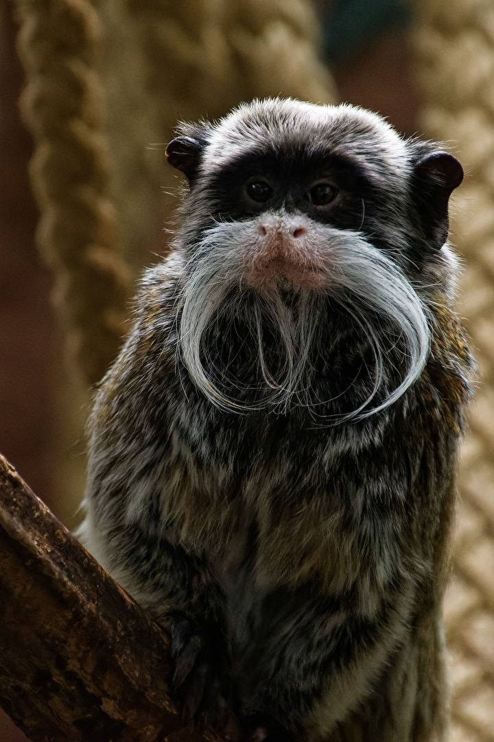 Kaiserschnurrbart-Tamarin