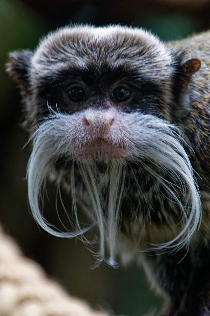 Kaiserschnurrbart-Tamarin
