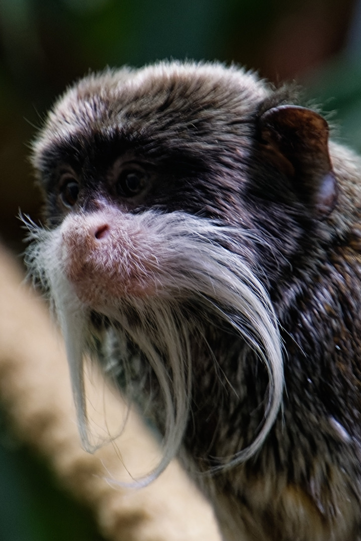 Kaiserschnurrbart-Tamarin