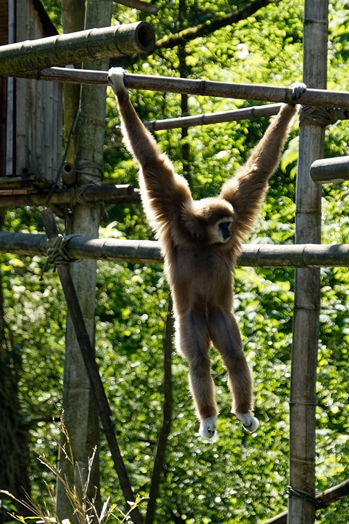 Gibbon