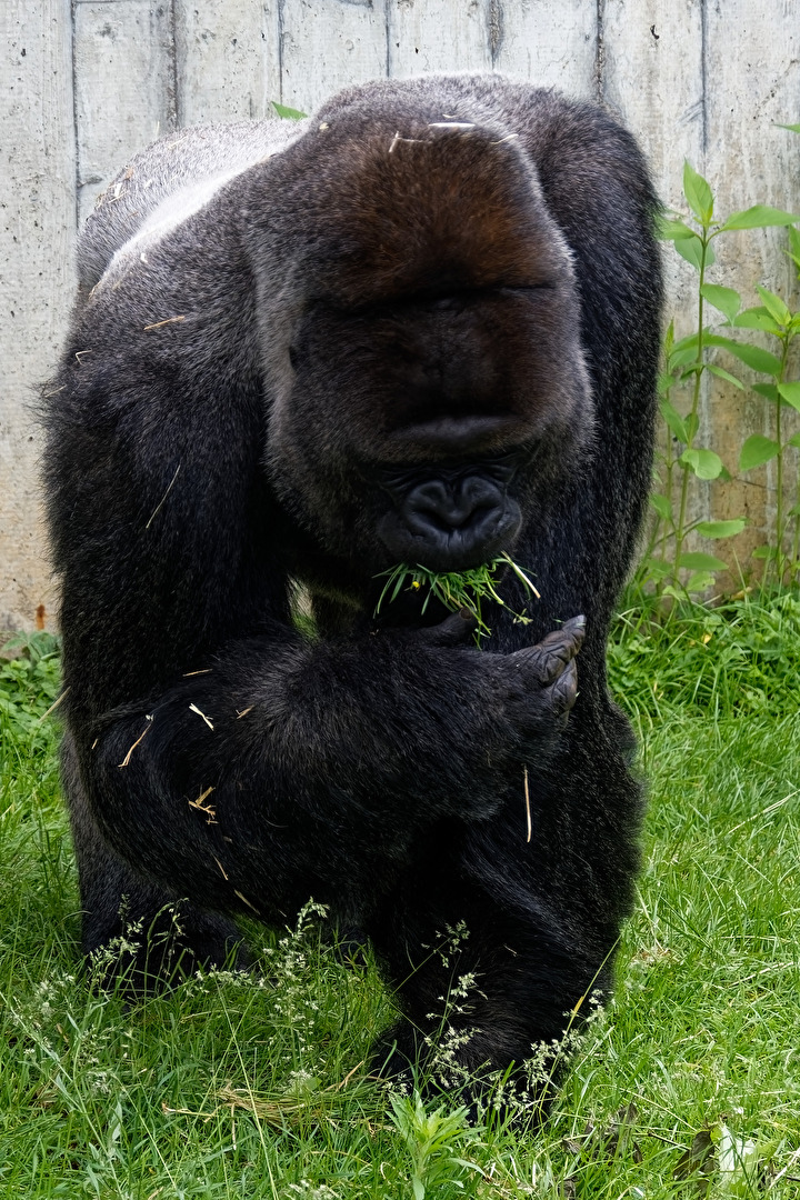 Gorilla