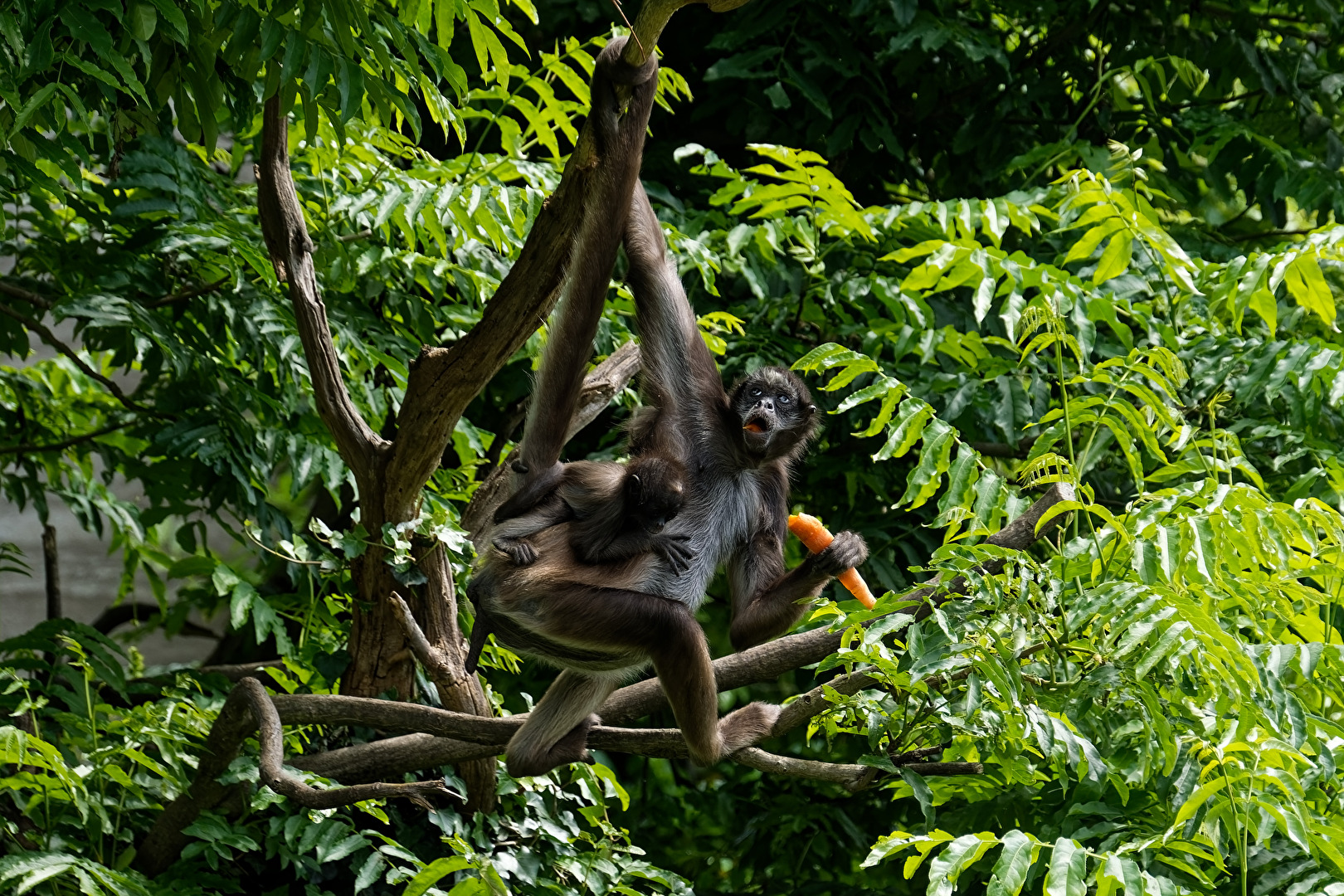 Klammeraffe