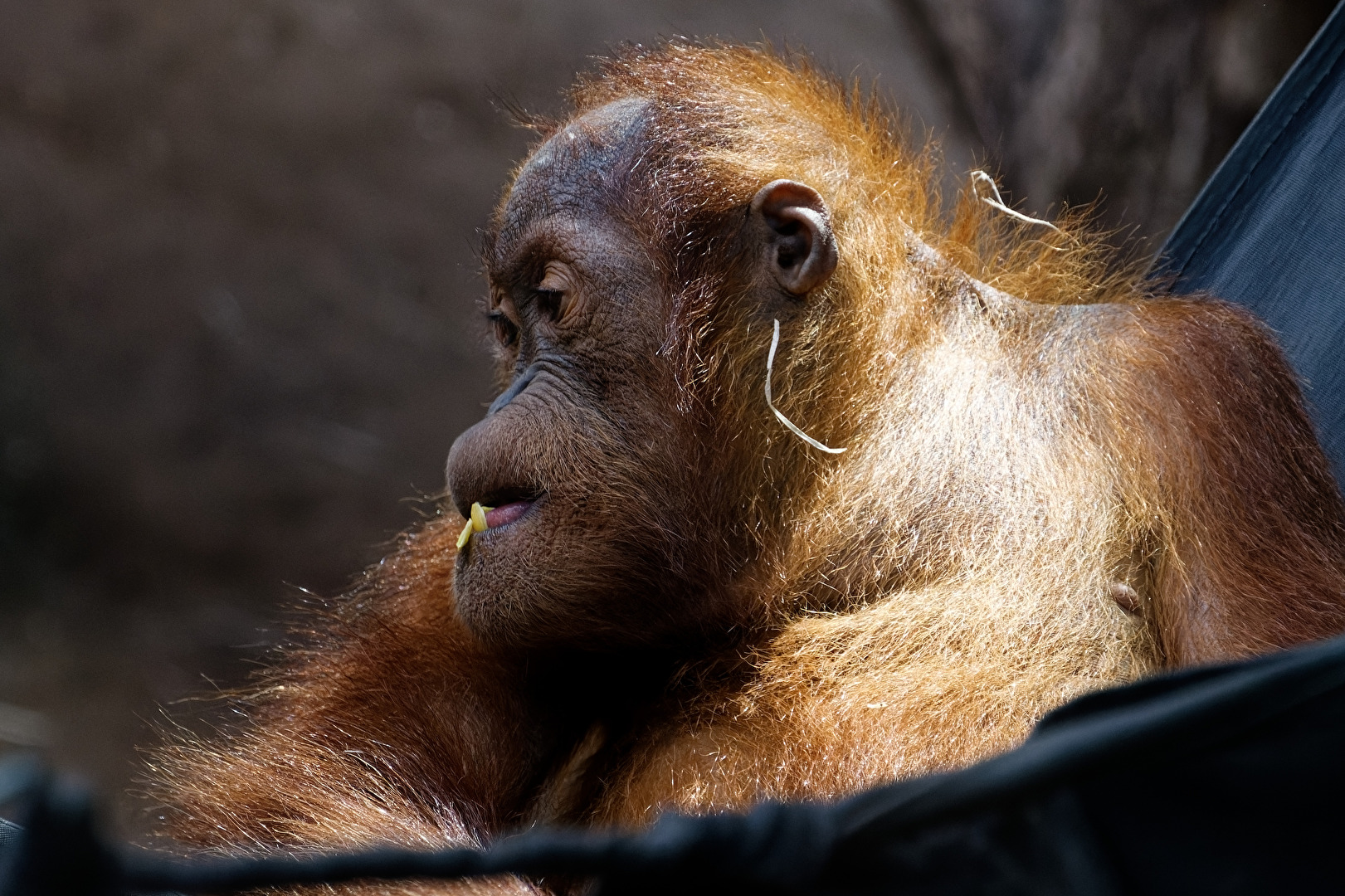 Orang-Utan