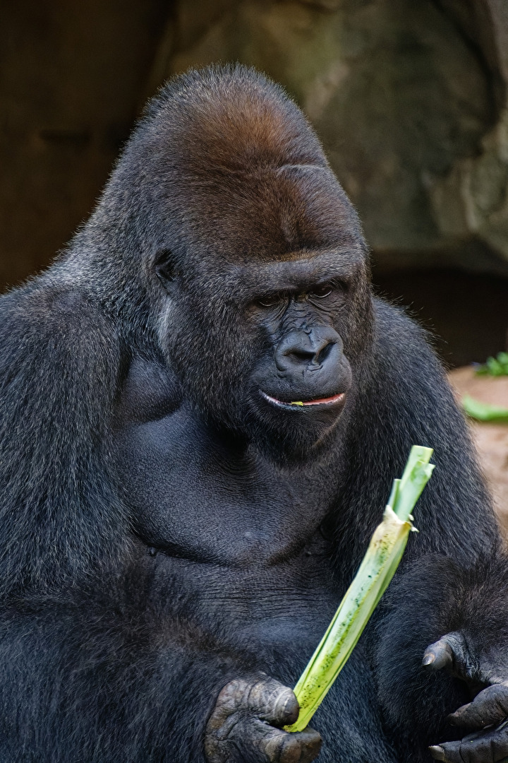 Gorilla