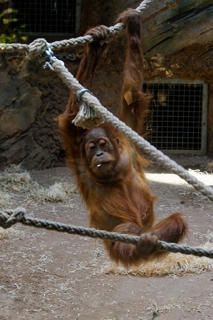 Orang - Utan
