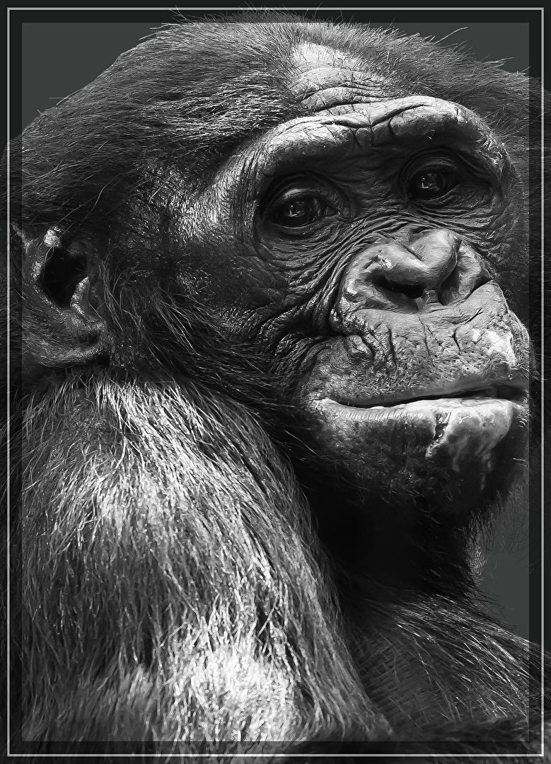 Bonobo