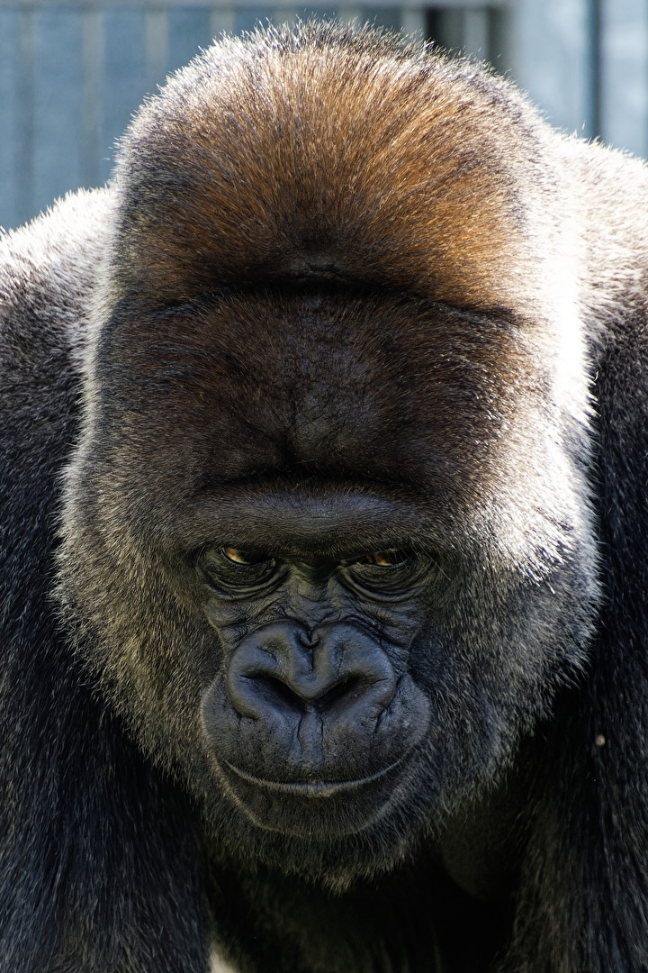 Gorilla