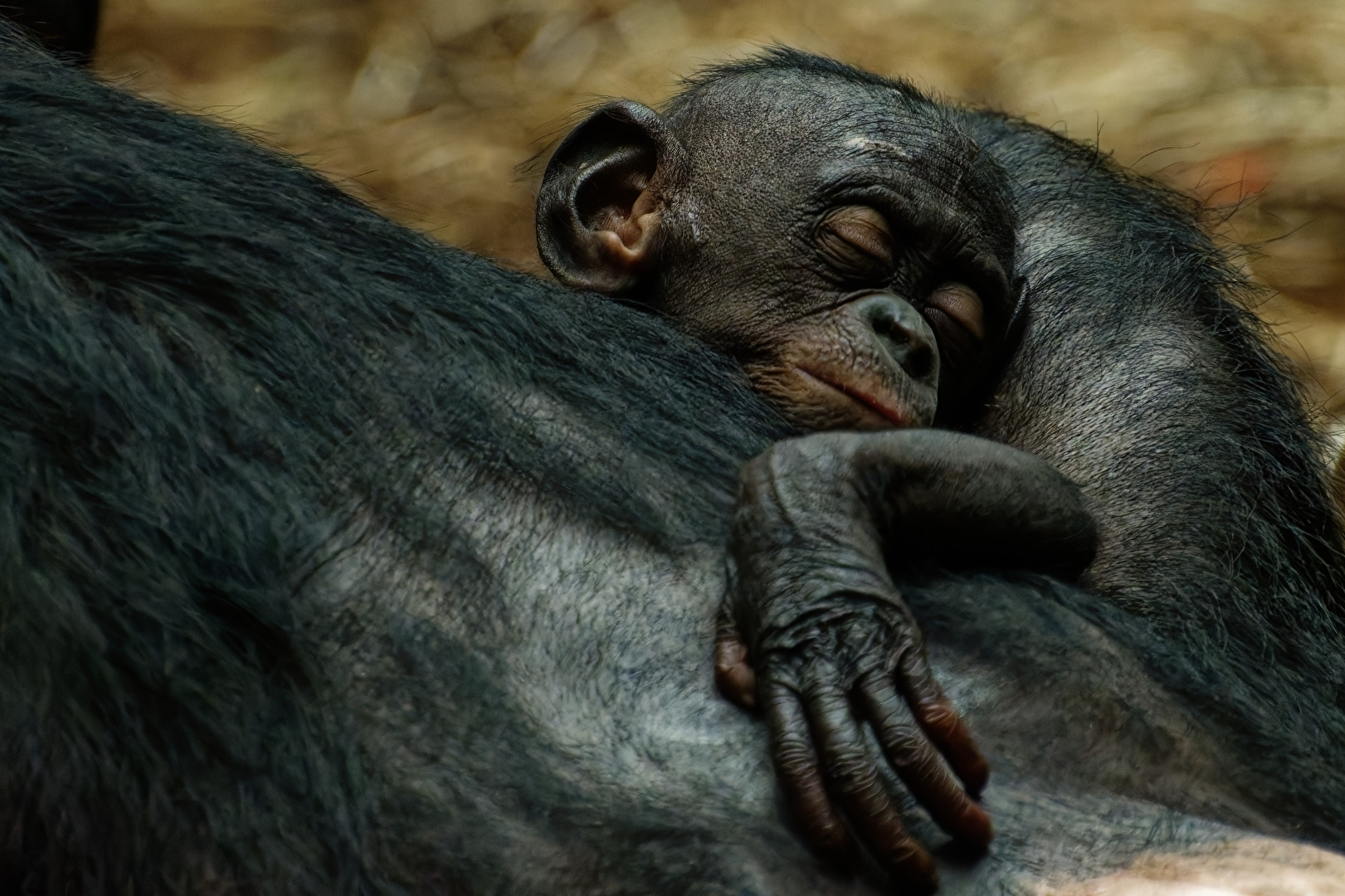 junger Bonobo