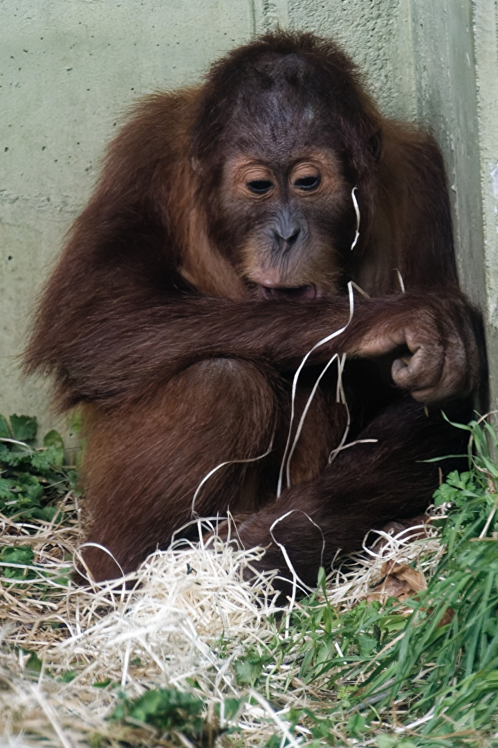 Orang-Utan