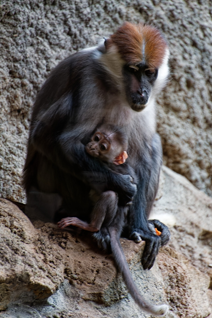Rotscheitel - Mangabe