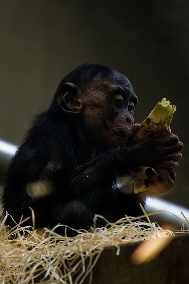 junger Bonobo