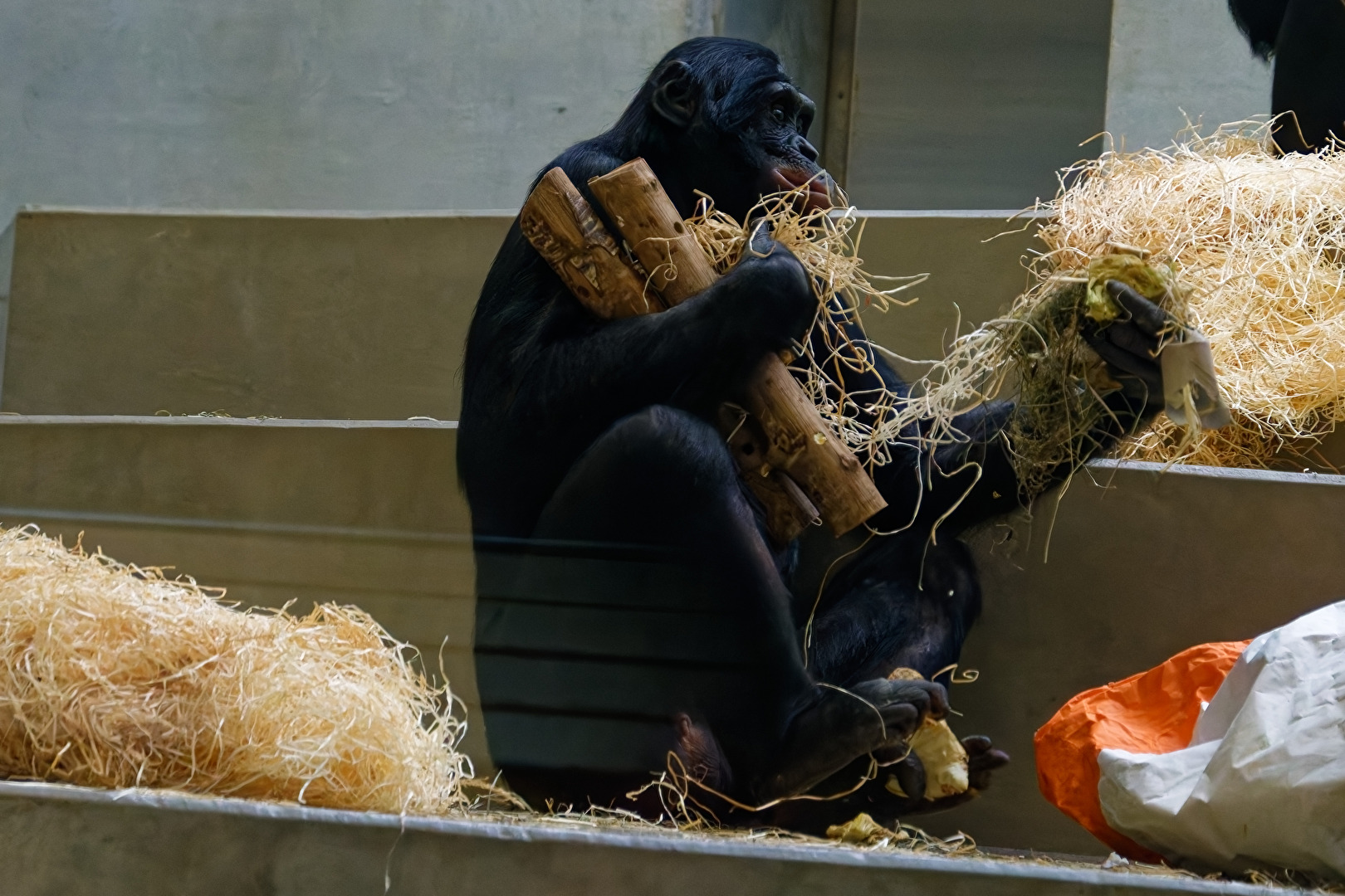 Bonobo