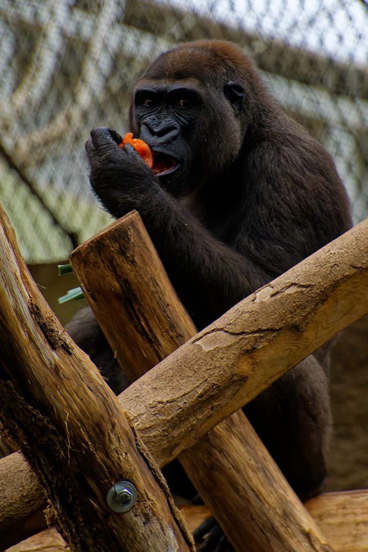 Gorilla