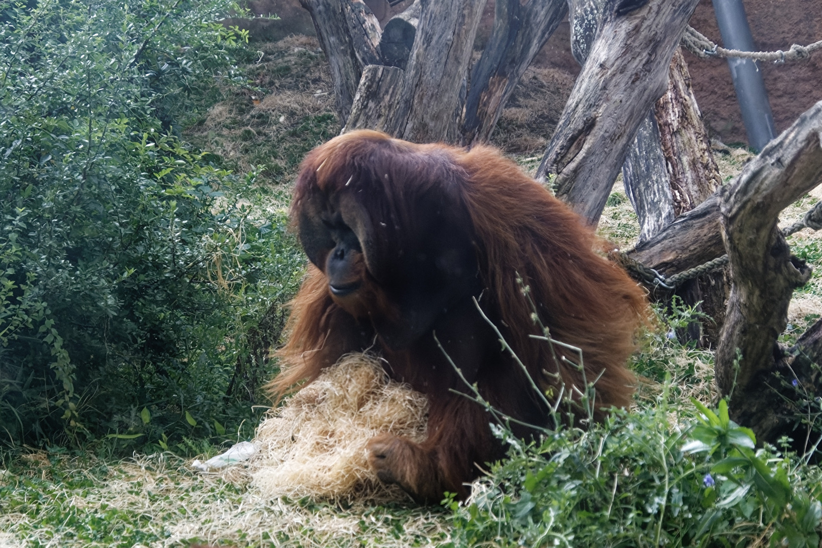 Orang-Utan