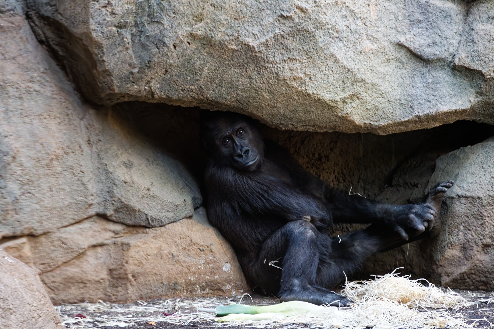 Gorilla