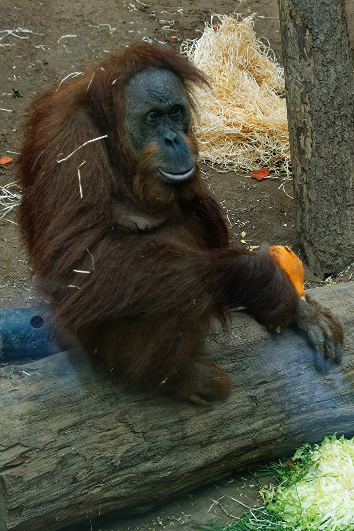 Orang - Utan