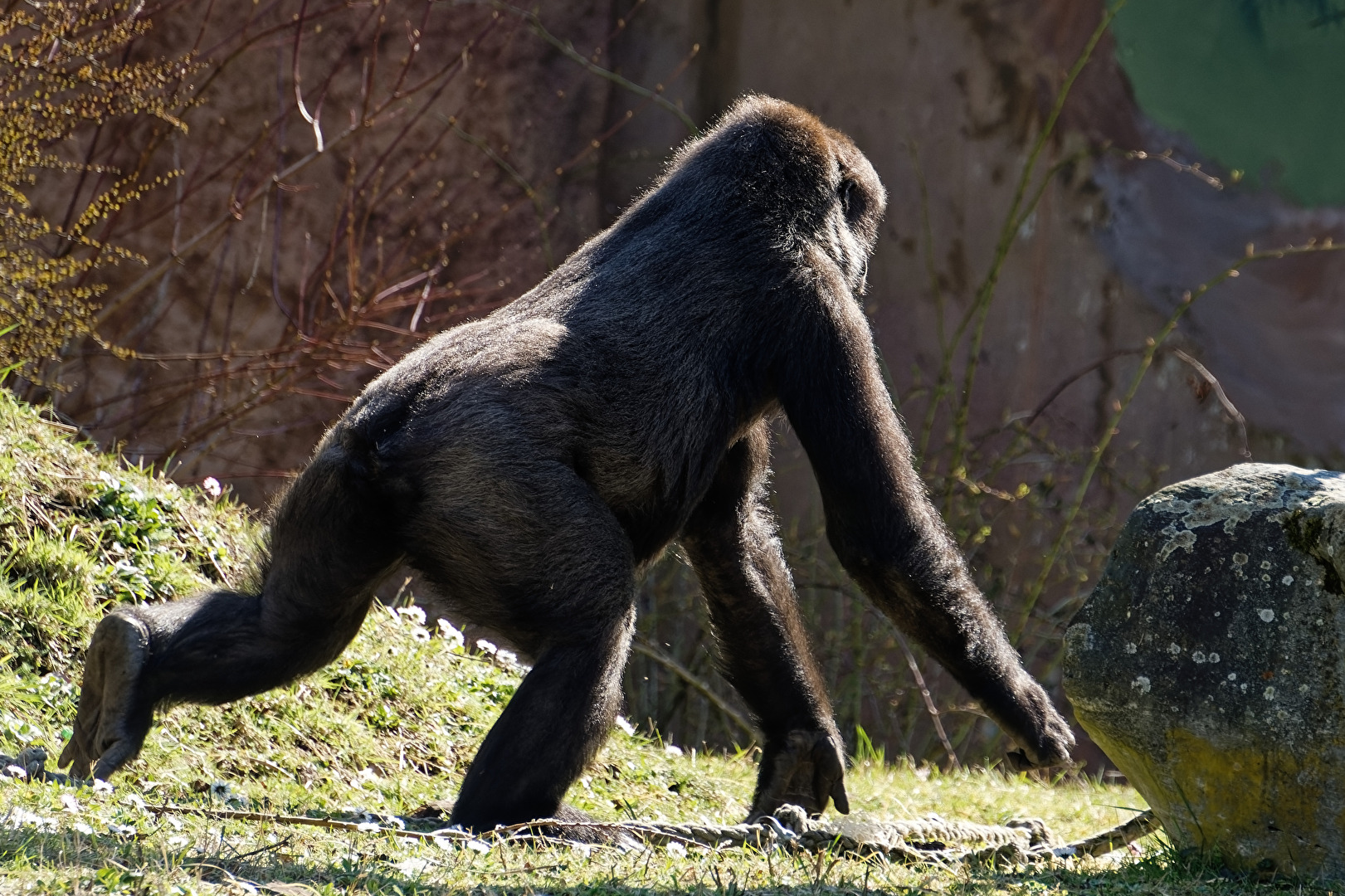Gorilla