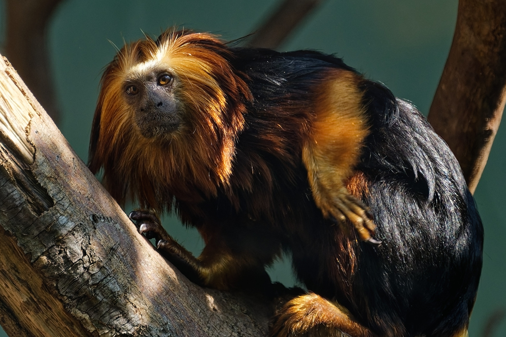 Goldkopflöwenäffchen