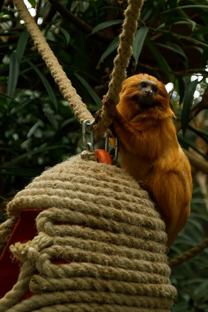 Goldgelbes - Löwenäffchen