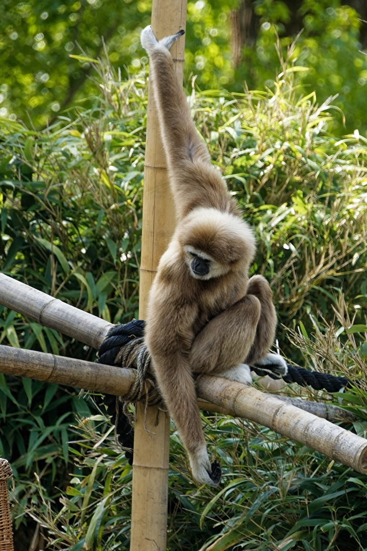 Gibbon