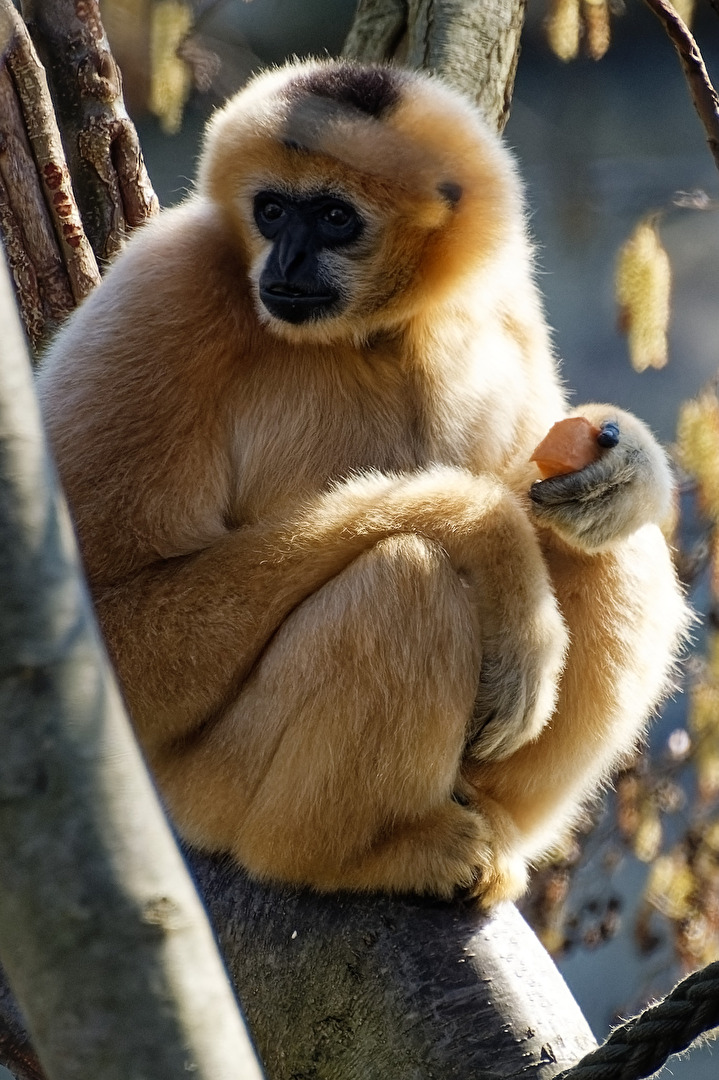 Gibbon
