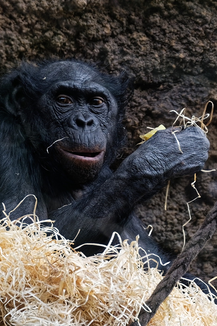 Bonobo