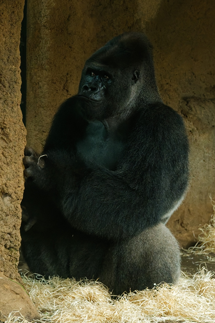 Gorilla