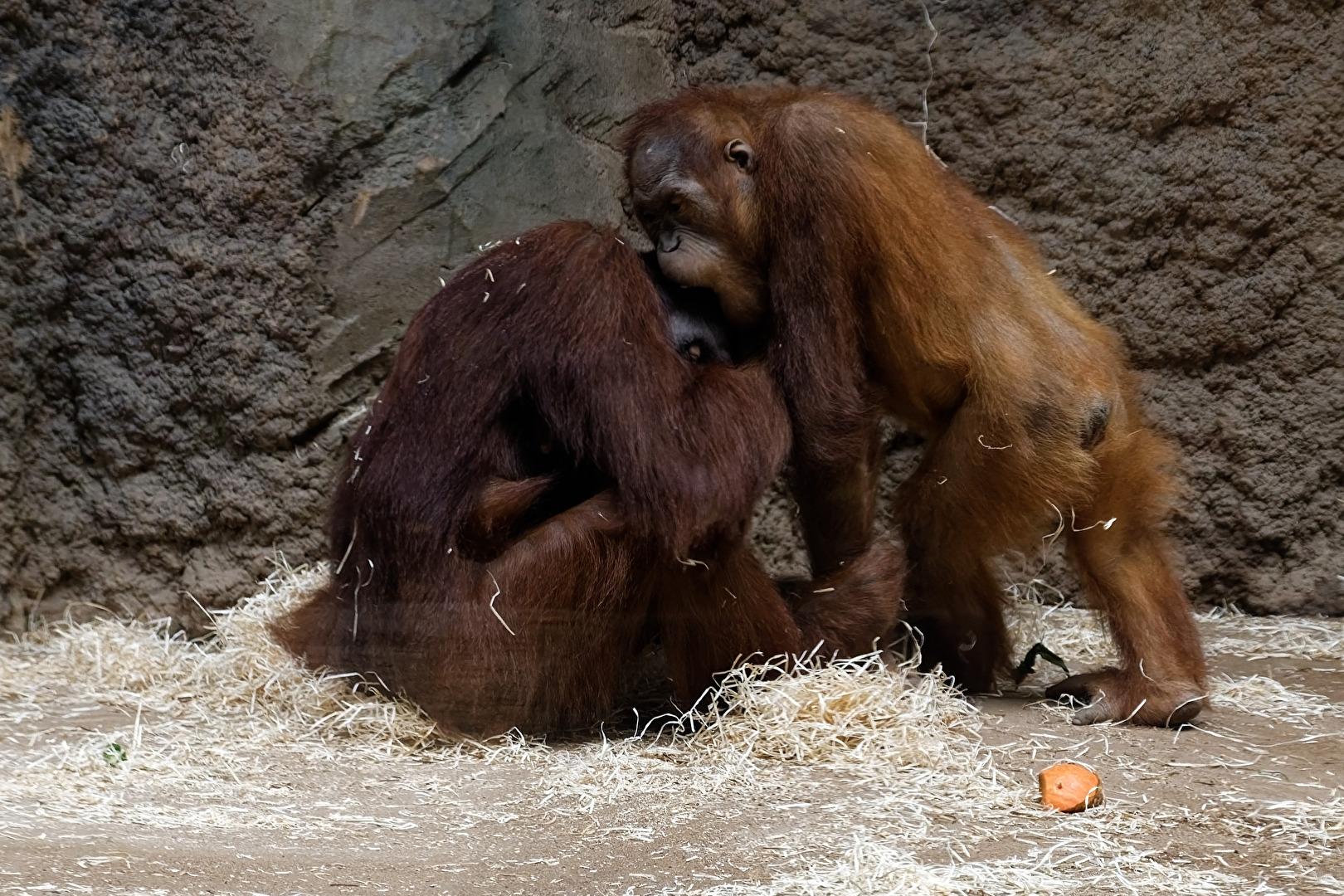 Orang-Utan's