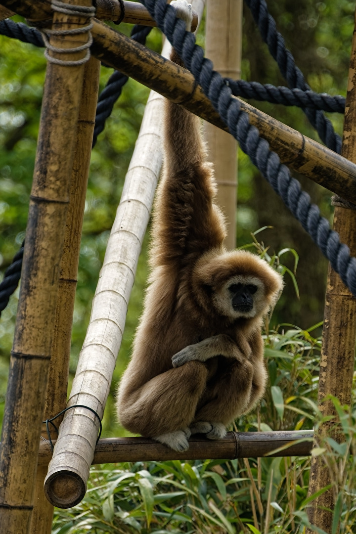 Gibbon