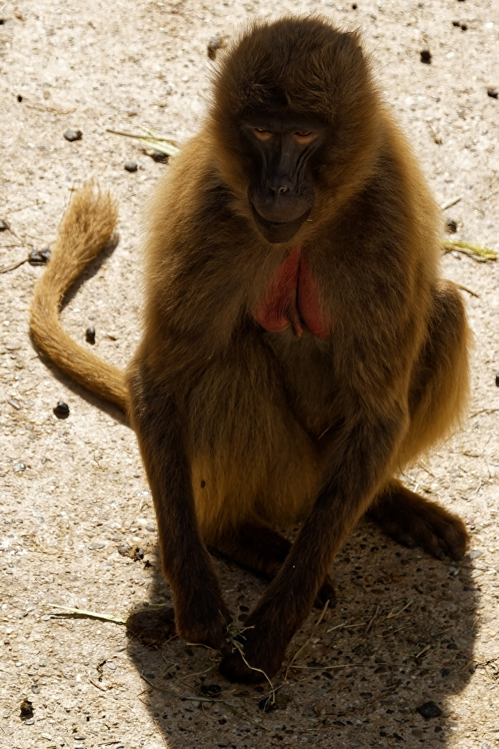 Blutbrustpavian