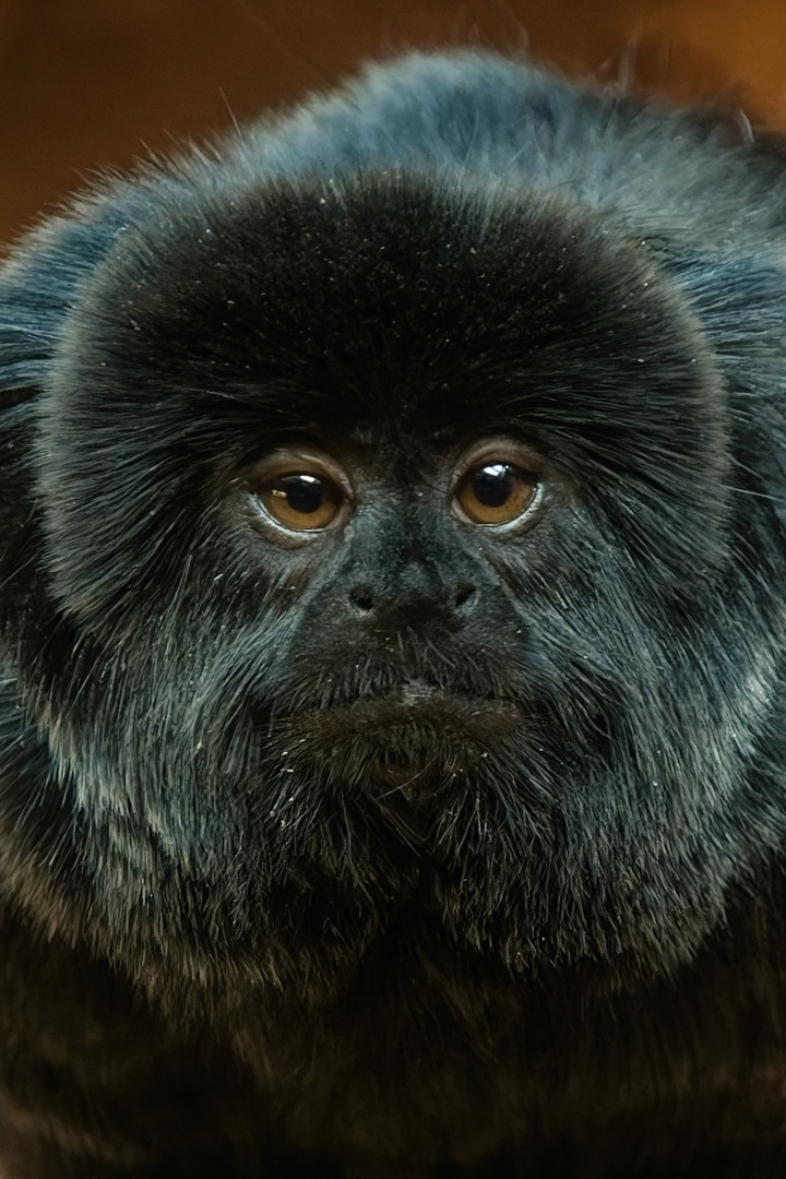 Springtamarin