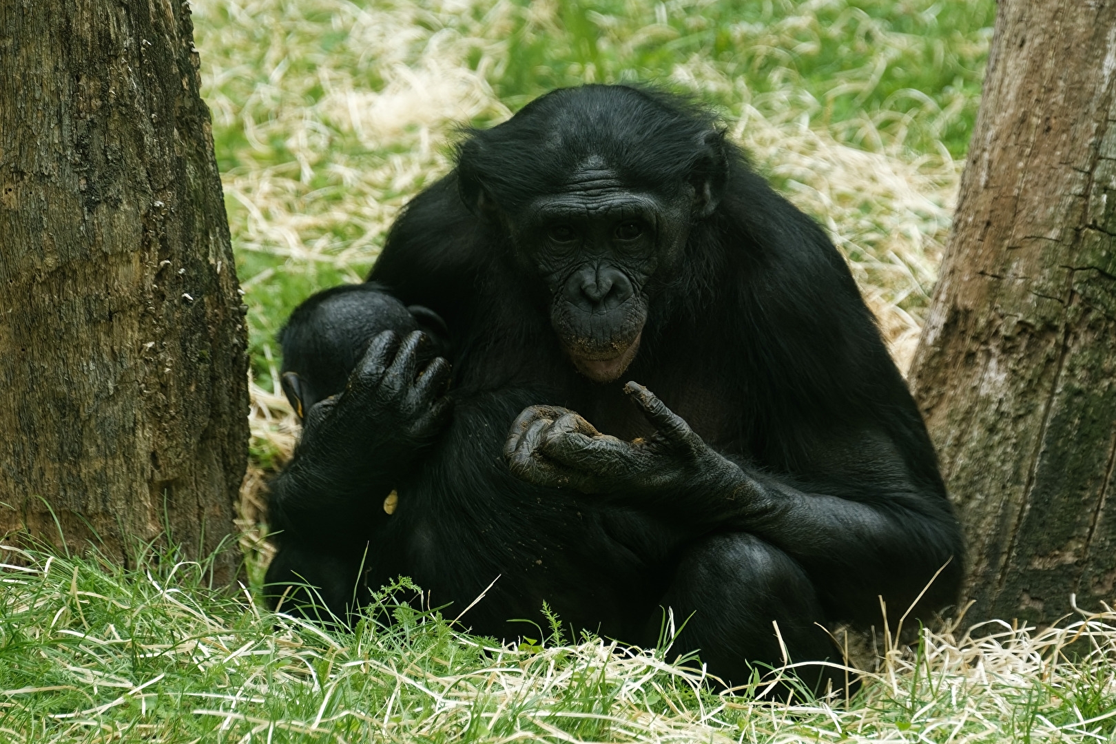 Bonobo