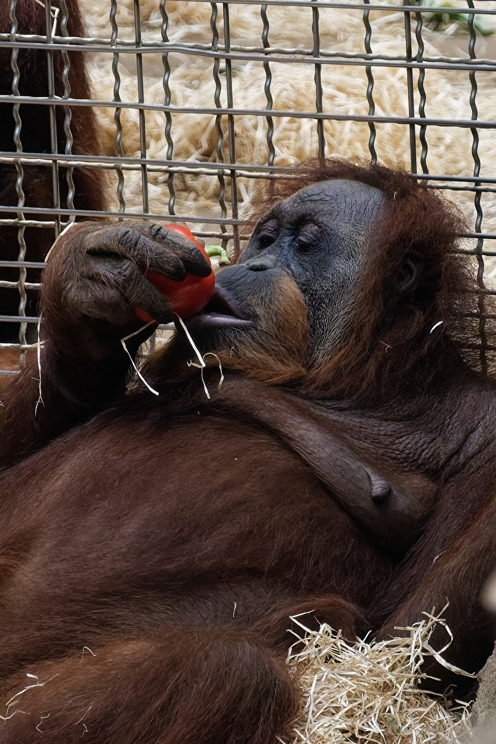 Orang-Utan
